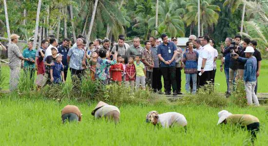 Petani Afia Keluhkan Harga Pupuk di Atas HET, Bobby Nasution Dorong Solusi Permanen