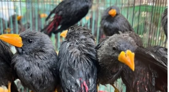 3.578 Burung Diselundupkan Antarpulau, Kemenhut Tetapkan Dua Tersangka