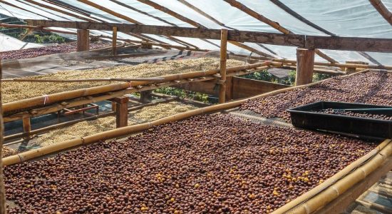 Dari Desa ke Meja Kopi Nasional: Coffest Roastery Hadirkan Kopi Petani Lokal dengan Kualitas Premium