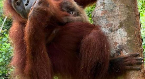 Tim Konservasi Tempuh Medan Terjal untuk Lepasliarkan Sembilan Orangutan Korban Karhutla