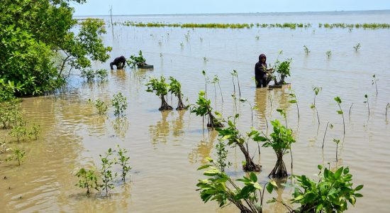 Mangrove Adalah Kehidupan