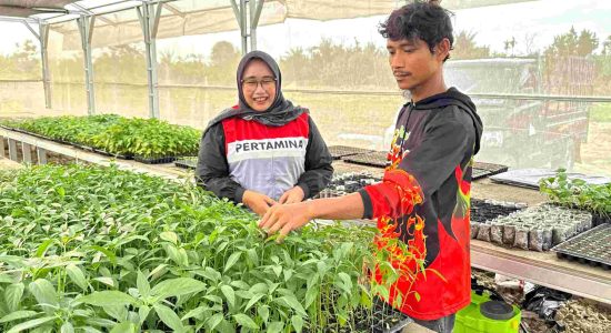 Bangkit dari Lumpur Banjir, Abdul Rozzaq Kembali Menanam Cabai Demi Keluarga