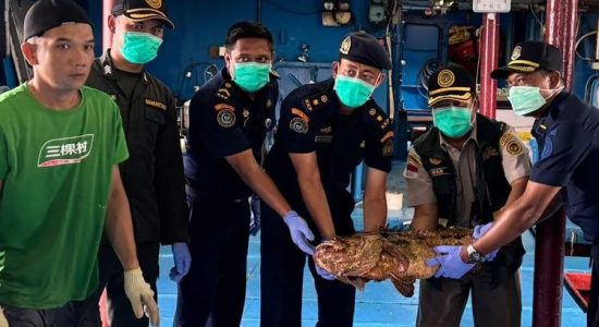 Karantina Kepri Fasilitasi Ekspor 10.362 Ekor Ikan Hidup Asal Natuna ke Hong Kong