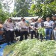 Polres Karo Amankan Tersangka Pemilik Lahan Ganja di Desa Beganding