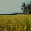 Sawah Petani di Kuala Bangka Terendam Hujan