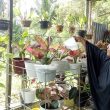 Rawat Tanaman Hias: Ubah Waktu Luang Jadi Uang