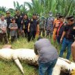 Dimas Dimangsa Buaya di Hadapan Sang Ayah saat Mandi di Sungai
