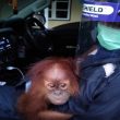Selamatkan Orang Utan, Mobil BKSDA Sumut Dilempari Batu