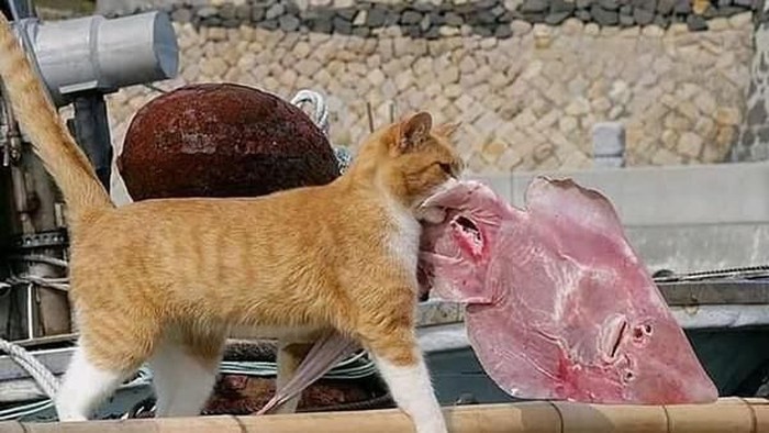 Ilustrasi kucing makan daging/istimewa