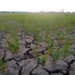 Kekeringan, Lahan Persawahan Sumba Timur Terancam Gagal Panen