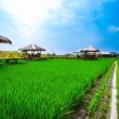 Kampung Sawah Objek Wisata Unik di Pematang Johar