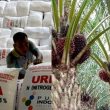Tingginya Harga Sawit Diikuti Mahalnya Harga Pupuk Non Subsidi, Petani Bingung