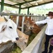Tinggi Minat Peternak Sapi, Pemdes Tanah Gara Hulu Harap Ada Bantuan Pemerintah