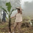 Berdayakan Ekonomi, Jemaat GKII Likutau Tanam 1.000 Pohon Pisang