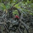 Mangrove dan Harapan Hidup Masyarakat Pesisir Timur Pulau Bangka