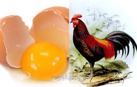 Ayam atau Telur: Mana yang Lebih Dulu? Akhirnya Sains Menjawab
