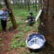 Pelemahan Karet Dinilai Picu Penurunan Daya Beli di Sumut