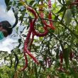 Harga Terpuruk, Petani Sumut Dirugikan Cabai Merah dari Jatim