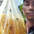 Demi Nafkah, Pepen, Pemburu Madu Lebah di Sukabumi, Tak Takut Disengat