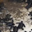 84 Tukik Penyu Lekang Dilepas ke Habitat Asli di Pulo Sarok