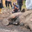 Seekor Gajah Sumatera Ditemukan Mati di Dekat Areal Kebun PT Rapala, Gading Masih Utuh