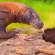 Geger! Aliansi Komodo Serukan Aksi Besar di Jakarta Tolak Proyek Mewah yang Ancam Pulau Padar