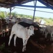Korban Dugaan Pencurian Ternak di Labuhanbatu Bantah Ada Perampasan oleh Aparat
