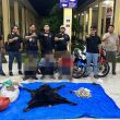 Polres Simalungun Bongkar Perdagangan Satwa Dilindungi, Sisik Trenggiling 30 Kilogram Disita