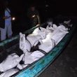 Penyelundupan 1,8 Ton Timah Ilegal Digagalkan di Bangka Tengah, Negara Selamat dari Kerugian Rp1,8 Miliar