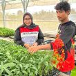 Bangkit dari Lumpur Banjir, Abdul Rozzaq Kembali Menanam Cabai Demi Keluarga