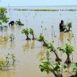 Mangrove Adalah Kehidupan