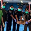 Karantina Kepri Fasilitasi Ekspor 10.362 Ekor Ikan Hidup Asal Natuna ke Hong Kong