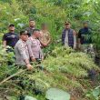 Berawal dari Informasi Warga, Polisi Langkat Ungkap Ladang Tanaman Diduga Ganja