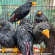 3.578 Burung Diselundupkan Antarpulau, Kemenhut Tetapkan Dua Tersangka