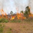 Karhutla Meluas di Sejumlah Daerah, Ratusan Hektare Lahan Terbakar