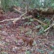 Kucing Merah Kalimantan Kembali Terekam di Kayan Mentarang, Setelah 3 Tahun dari Sungai Bahau