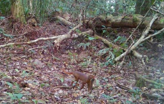 Kucing Merah Kalimantan Kembali Terekam di Kayan Mentarang, Setelah 3 Tahun dari Sungai Bahau