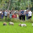 Petani Afia Keluhkan Harga Pupuk di Atas HET, Bobby Nasution Dorong Solusi Permanen