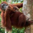 Karhutla Kalteng Ancam Orangutan, 32 Individu Dievakuasi dan Sejumlah Satwa Alami Gangguan Pernapasan