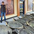 22 Penyu Hijau Diduga Hendak Diselundupkan, Ditemukan dalam Perahu Tanpa Awak di Bali